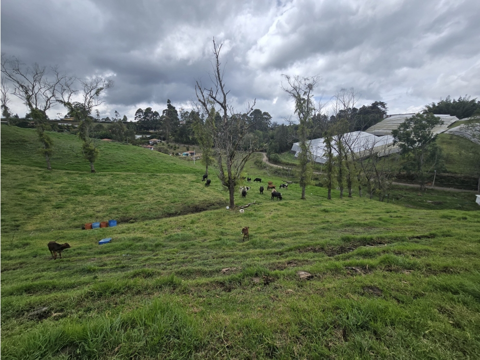 Venta Lote en el Carmen de Viboral, para cultivo o Parcelar V Samaria — foto 5