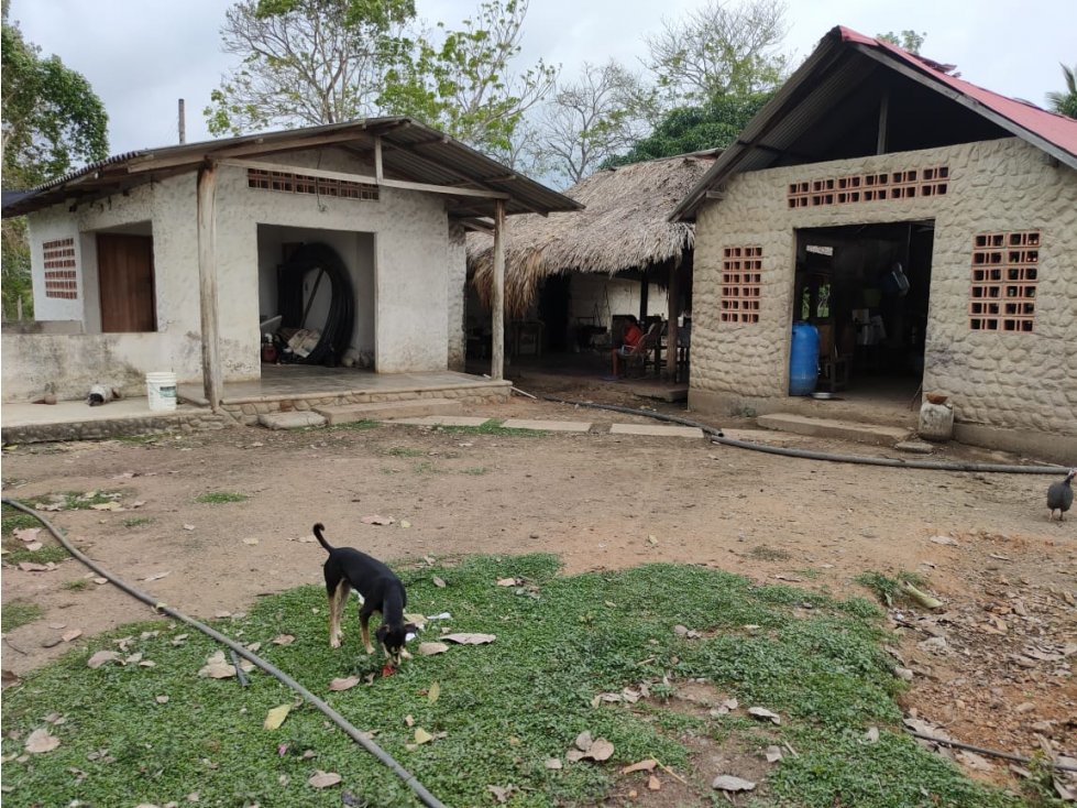 VENDE FINCA ENTRE CERETE CIENAGA DE ORO CORDOBA - 2