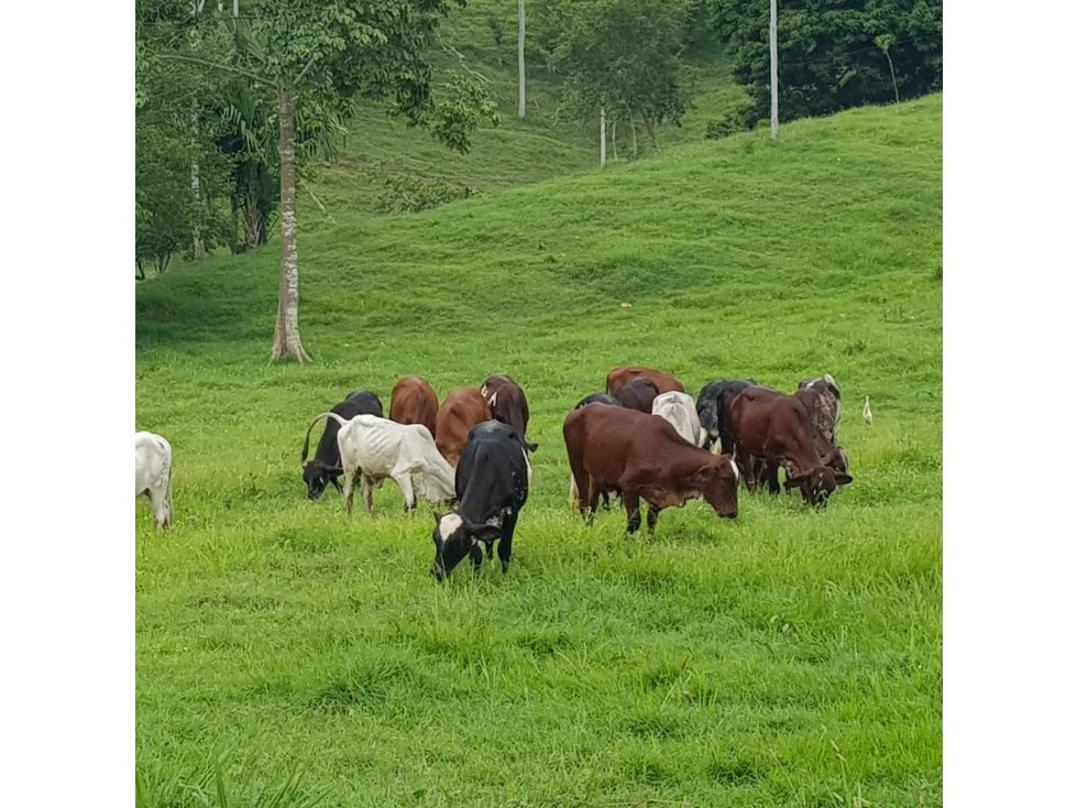 VENDE 96 HECTAREAS ENTRE MONTERIA Y PLANETA RICA — foto 4
