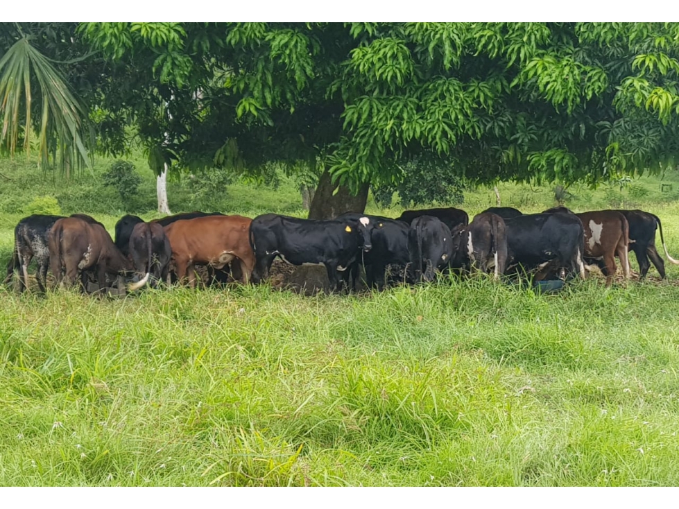 VENDE 96 HECTAREAS ENTRE MONTERIA Y PLANETA RICA — foto 5