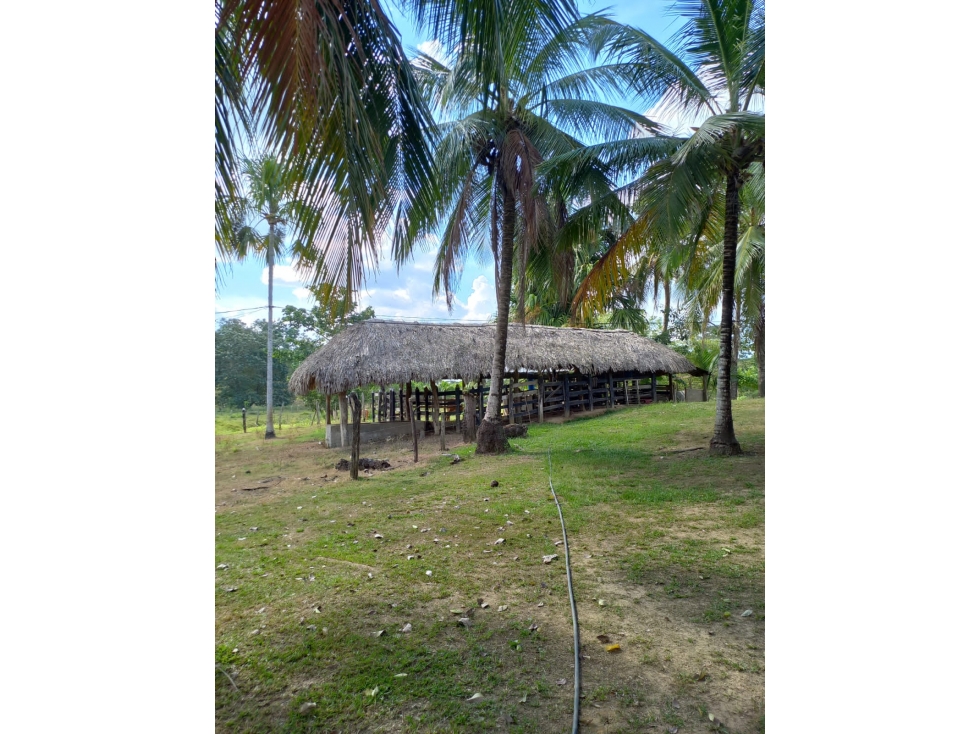 CASA FINCA EN ARRIENDO O VENTA VIA MONTERIA PLANETA RICA - 6