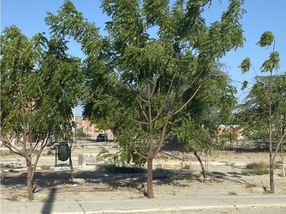 VENDO TERRENO EN CASUARINAS PORTALES - 4