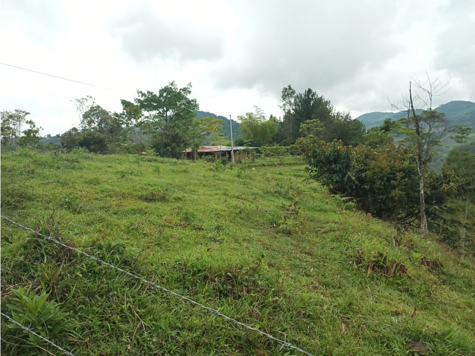 Se vende lote de 2.5 hectáreas en San Roque, Antioquia. - 3