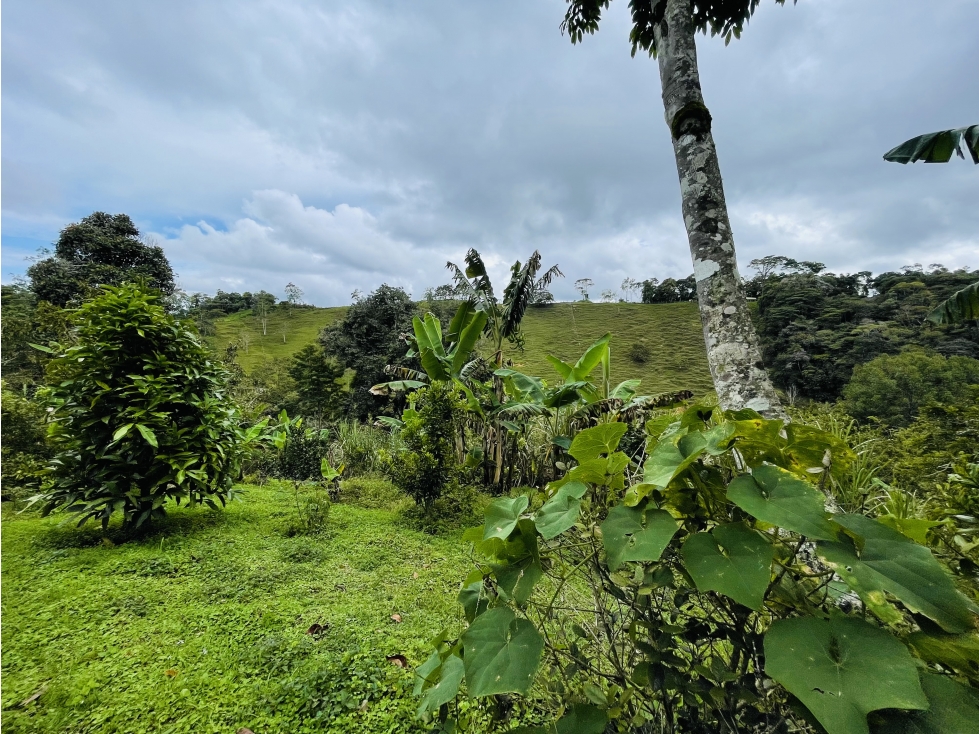 Finca de 10 hectáreas con excelente topografía en San Roque - 3