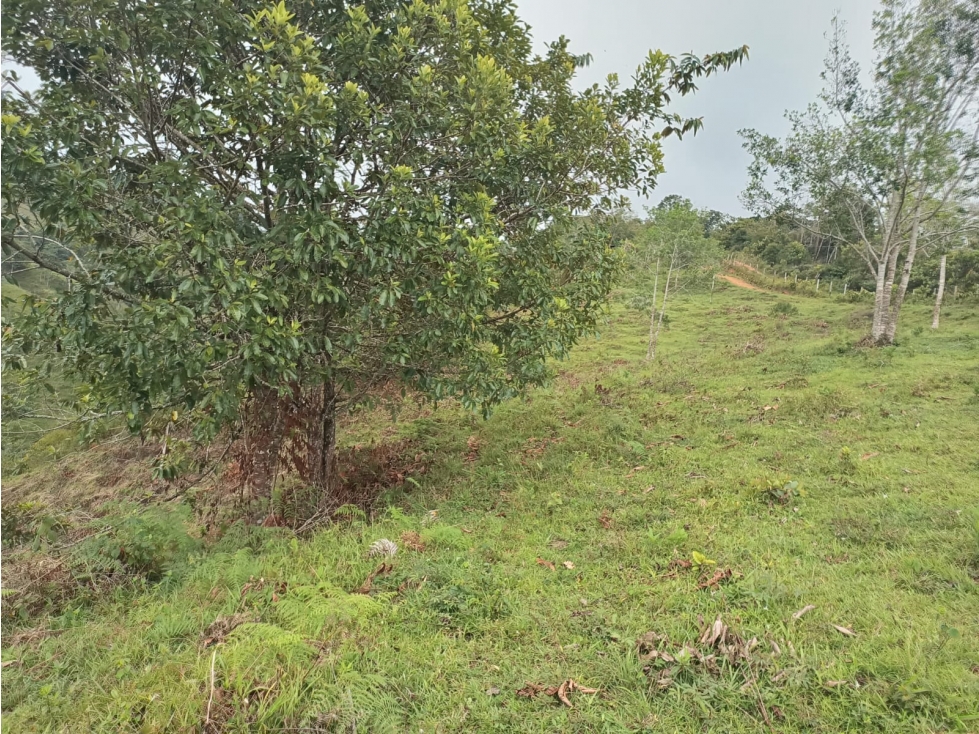 Se vende lote de 2.5 hectáreas en San Roque, Antioquia. - 4