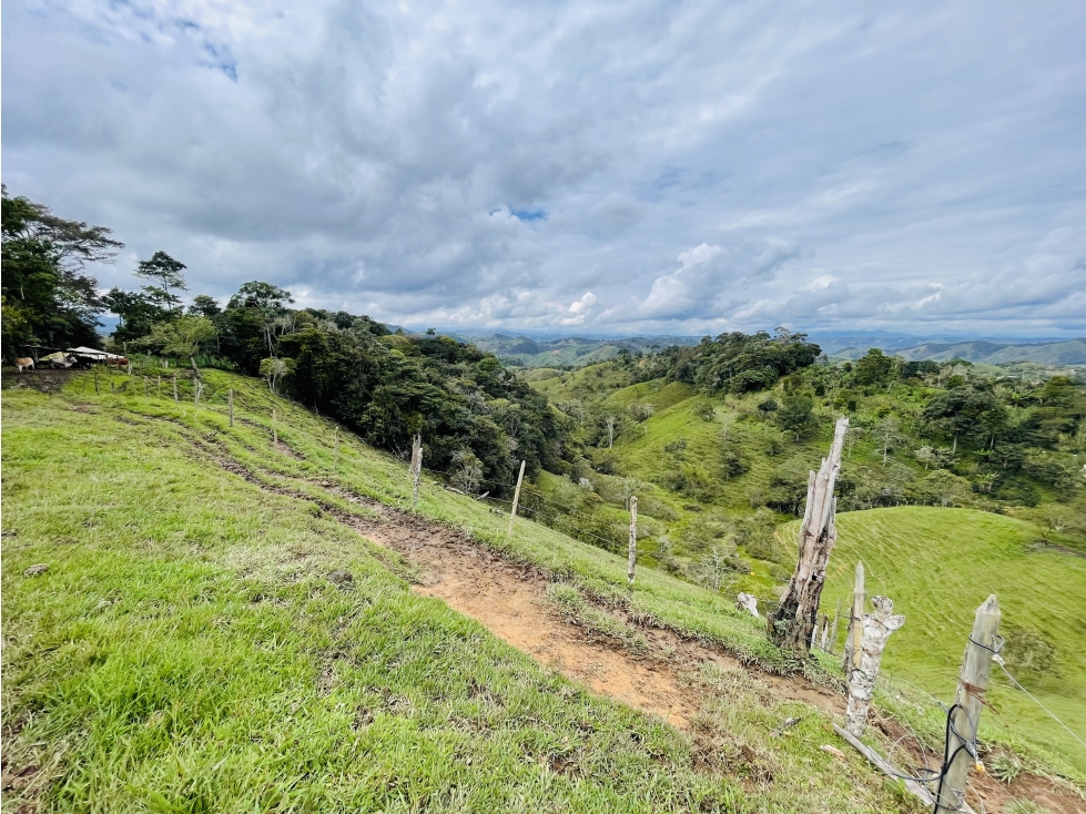 Finca de 10 hectáreas con excelente topografía en San Roque - 5