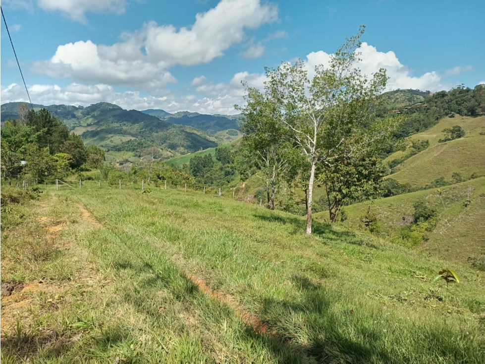 Se vende lote de 2.5 hectáreas en San Roque, Antioquia. - 6