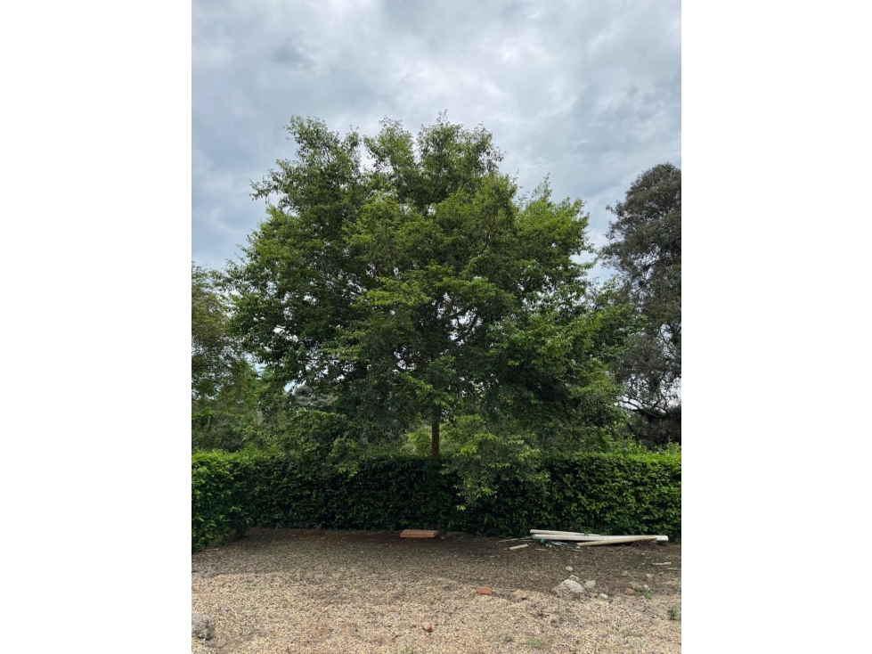 VENDO LOTE $95.000.000 CARMEN APICALA 480MTS - 3