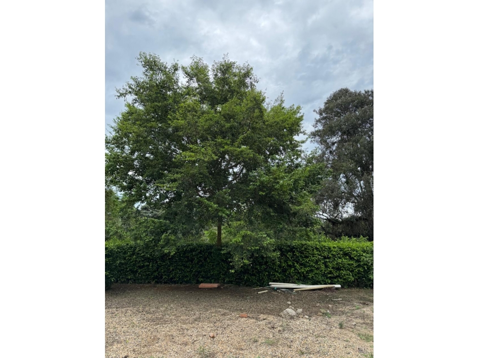 VENDO LOTE $95.000.000 CARMEN APICALA 480MTS - 6
