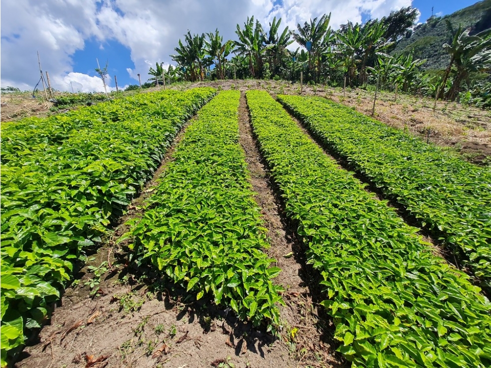 Venta finca cafetera en la violeta, a 30 minutos de Manizales, Caldas — foto 6