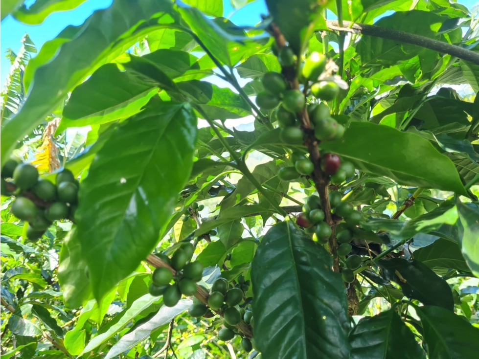 Venta finca cafetera en la violeta, a 30 minutos de Manizales, Caldas — foto 4