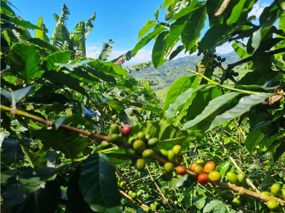 Venta finca cafetera en la violeta, a 30 minutos de Manizales, Caldas