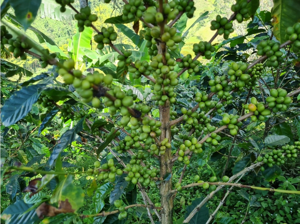 Venta finca cafetera en la violeta, a 30 minutos de Manizales, Caldas — foto 3