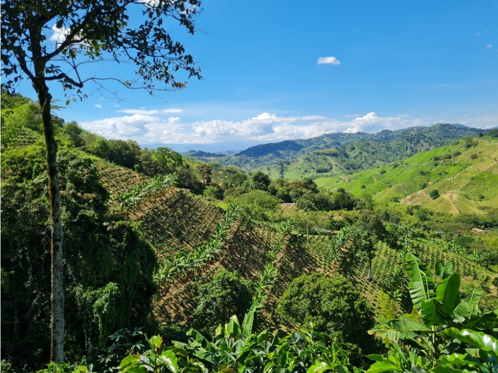 Venta finca cafetera en la violeta, a 30 minutos de Manizales, Caldas — foto 5