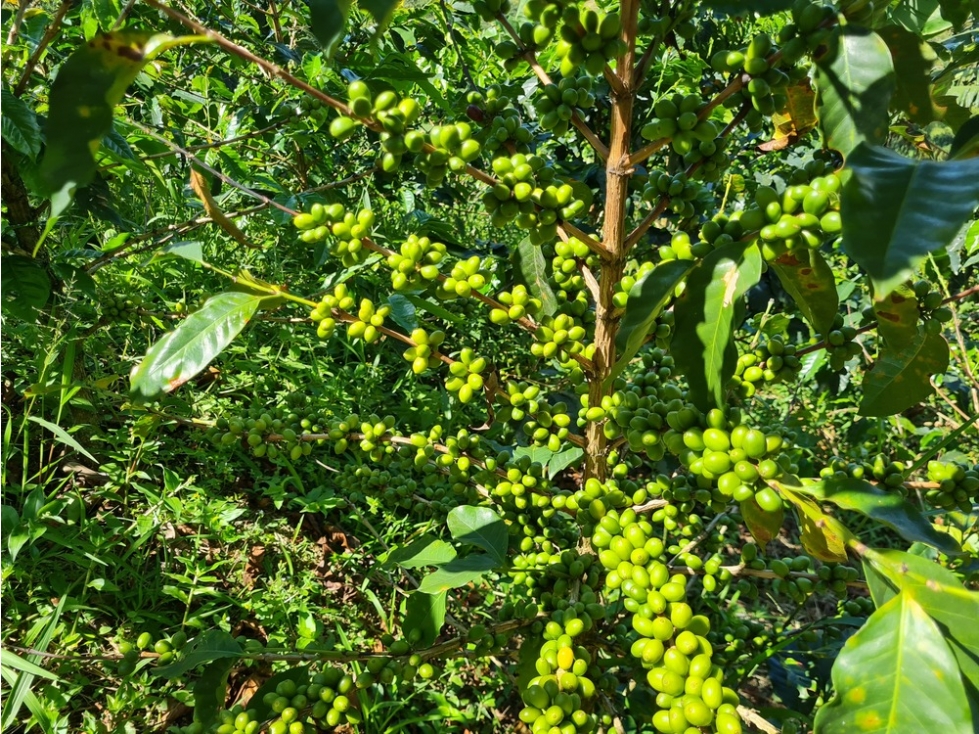 Venta finca cafetera en la violeta, a 30 minutos de Manizales, Caldas — foto 2