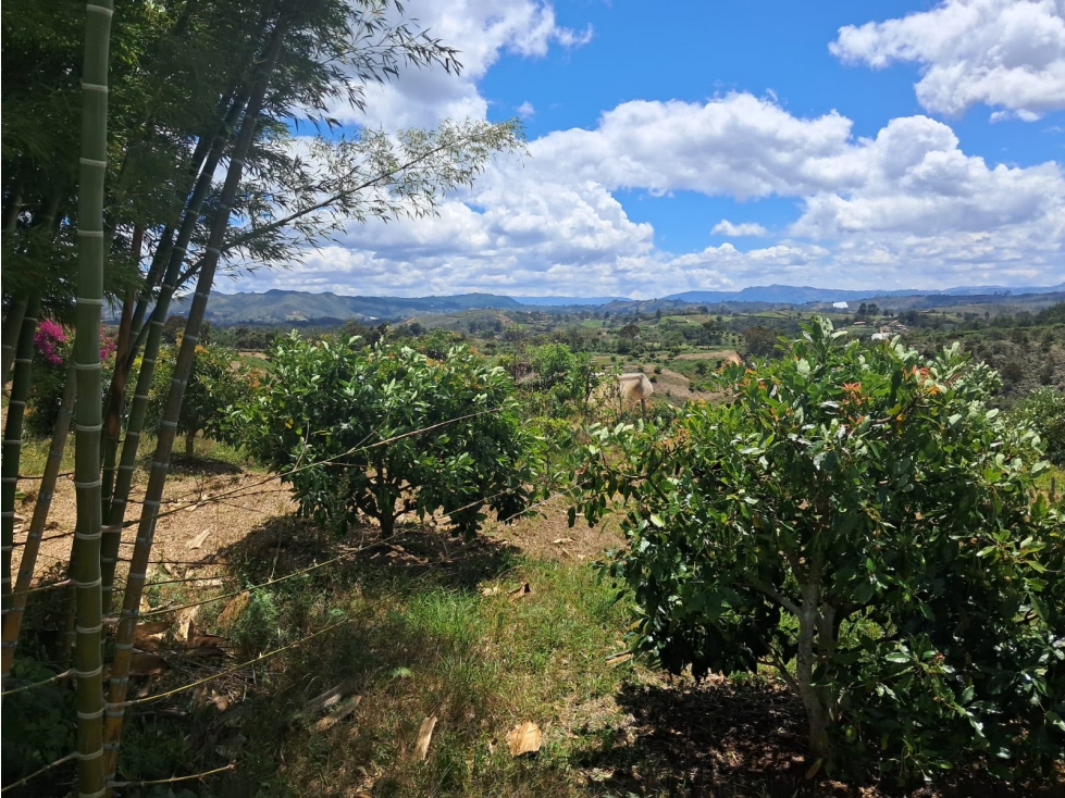 DESTACADA FINCA AGUACATERA EN VENTA SAN VICENTE — foto 3
