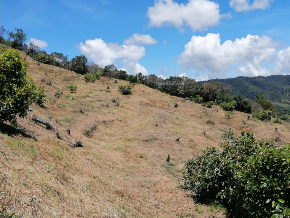 ENCANTADORA FINCA AGUACATERA EN VENTA SAN VICENTE