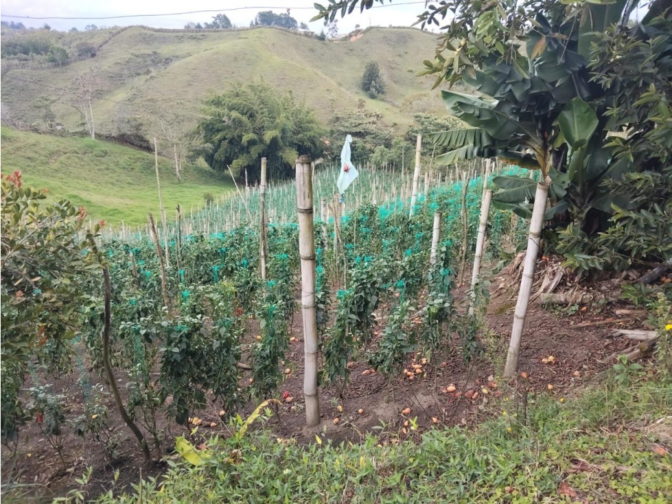 LINDA FINCA CAMPESINA EN VENTA MARINILLA — foto 3