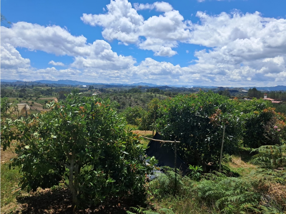 DESTACADA FINCA AGUACATERA EN VENTA SAN VICENTE — foto 5