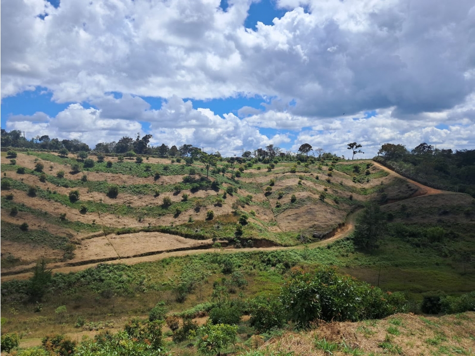 DESTACADA FINCA AGUACATERA EN VENTA SAN VICENTE — foto 4