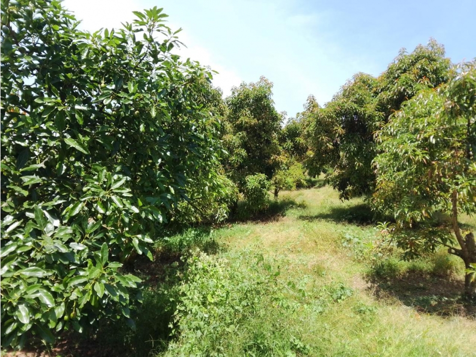ESPECTACULAR FINCA PRODUCTIVA EN VENTA SAN VICENTE — foto 6