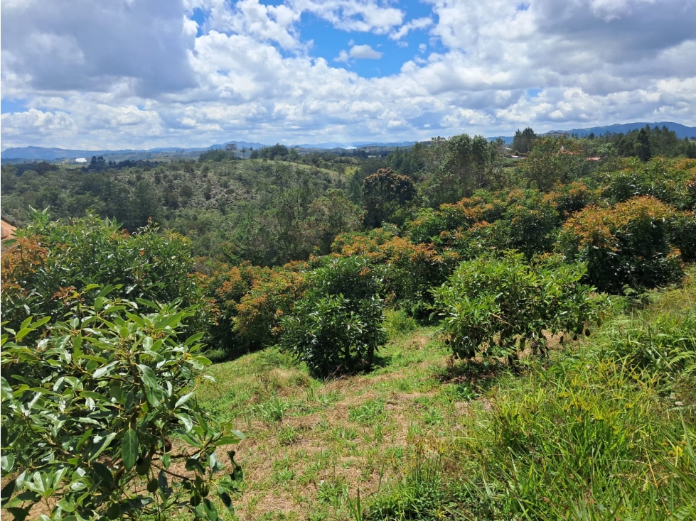 DESTACADA FINCA AGUACATERA EN VENTA SAN VICENTE — foto 6