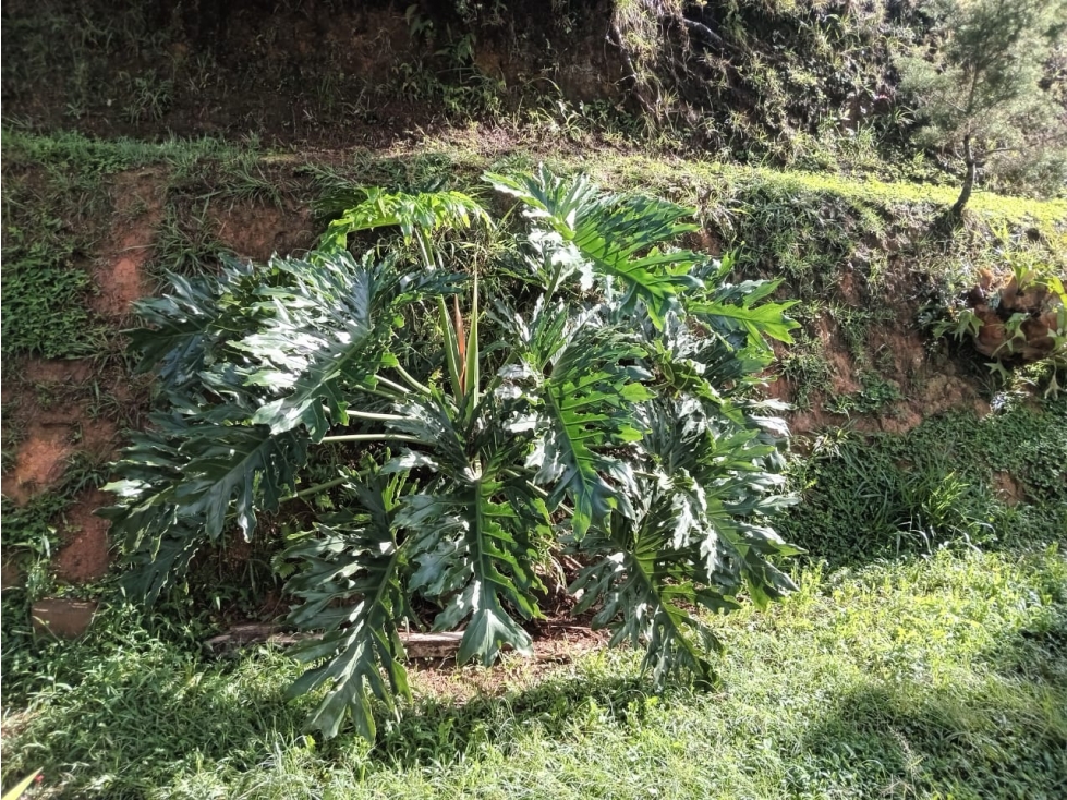 LINDA FINCA EN VENTA RIONEGRO-ANTIOQUIA — foto 5