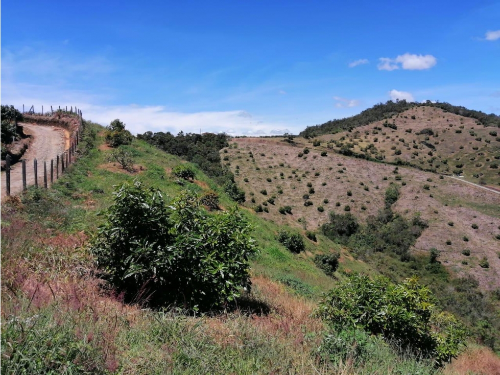 ENCANTADORA FINCA AGUACATERA EN VENTA SAN VICENTE — foto 2