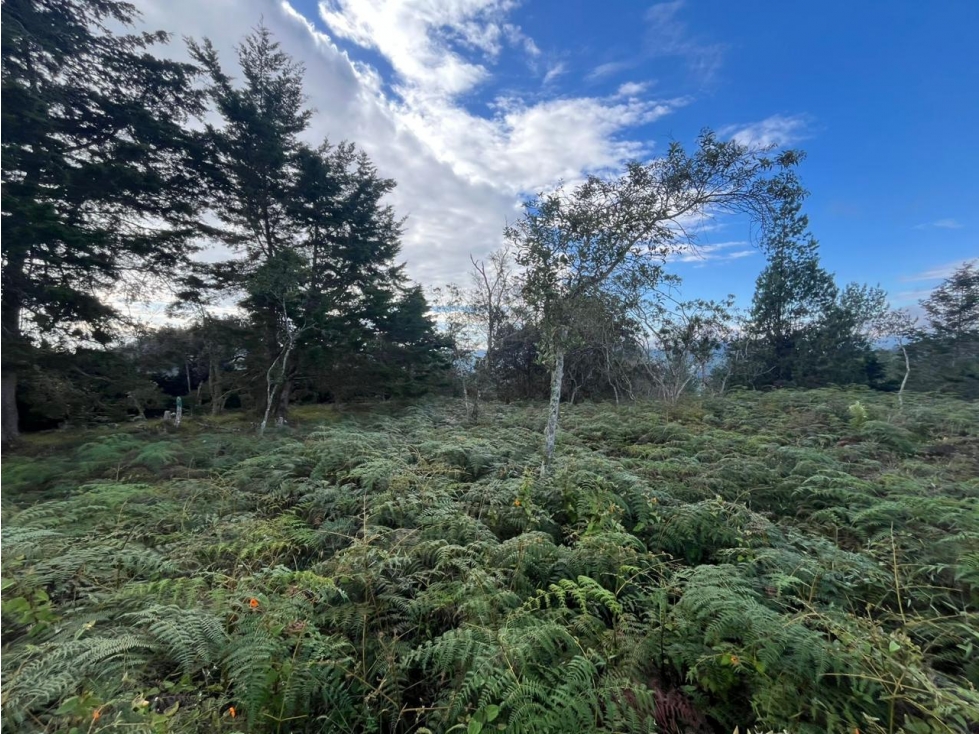 LINDOS LOTES EN VENTA GUARNE EN PROINDIVISO