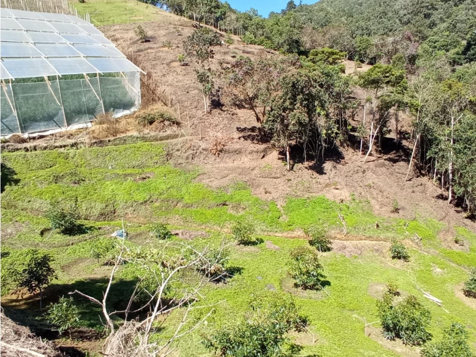 OPORTUNIDAD LOTE CON PRODUCCIÓN DE AGUACATES SAN VICENTE — foto 2