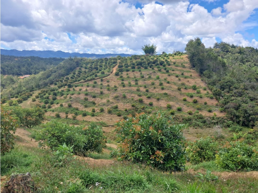 DESTACADA FINCA AGUACATERA EN VENTA SAN VICENTE