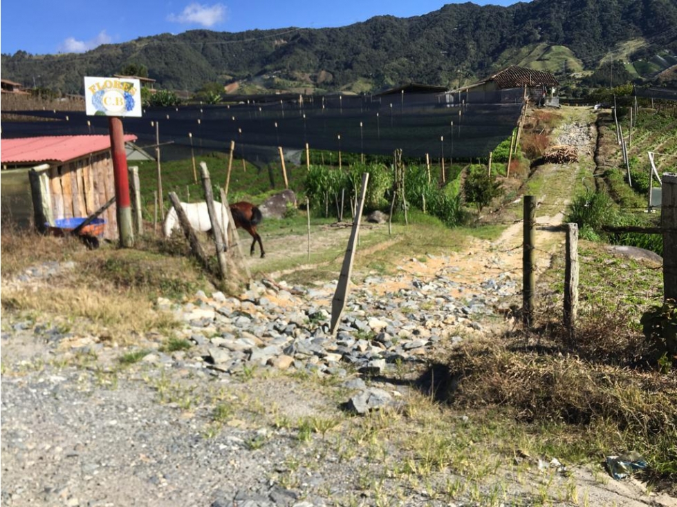 LINDO LOTE SOBRE VIA EN LA VEREDA LA CHAHPA DEL CARMEN DE VIBORAL ANT. — foto 3