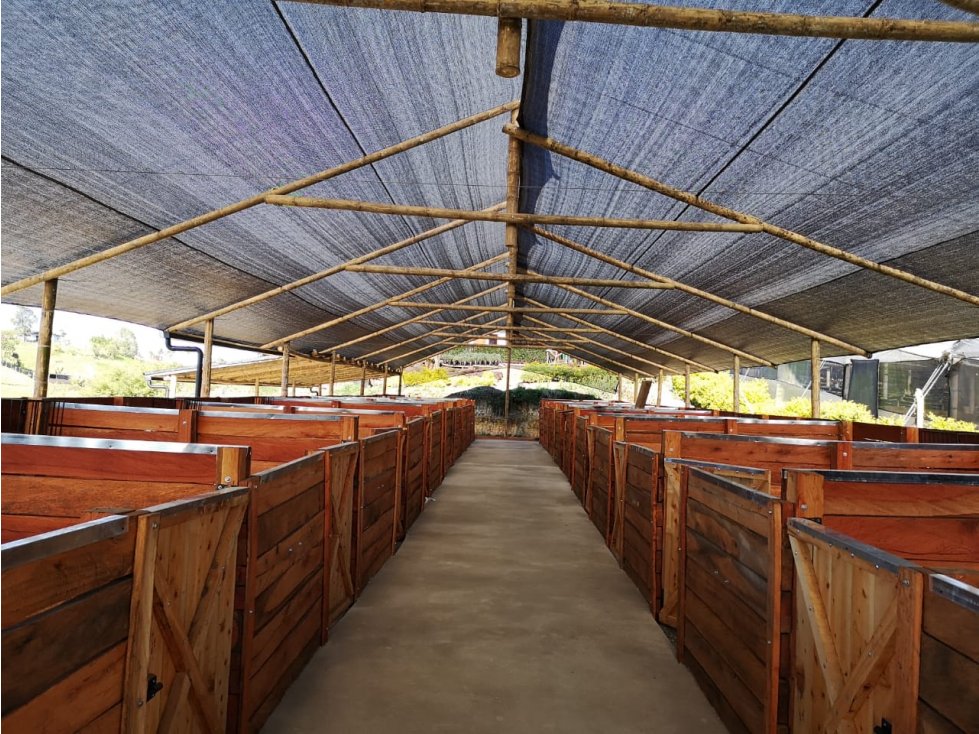 HERMOSA FINCA CON 20 PESEBRERA EN VENTA EN EL CARMEN DE VIBORAL — foto 3
