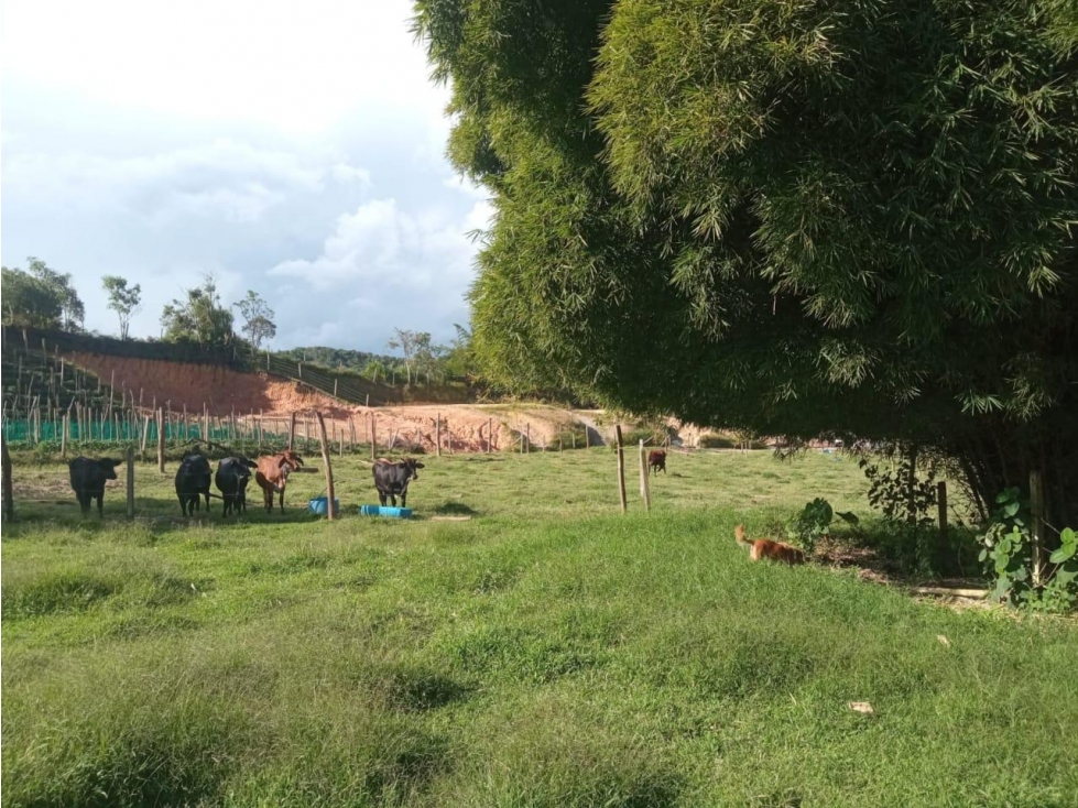 LINDA FINCA EN VENTA CON CASA CAMPESINA EL CARMEN DE VIBORAL — foto 5