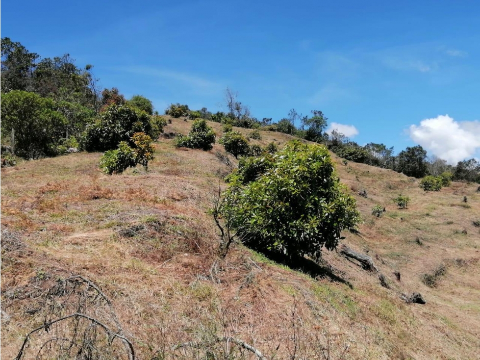ENCANTADORA FINCA AGUACATERA EN VENTA SAN VICENTE — foto 3