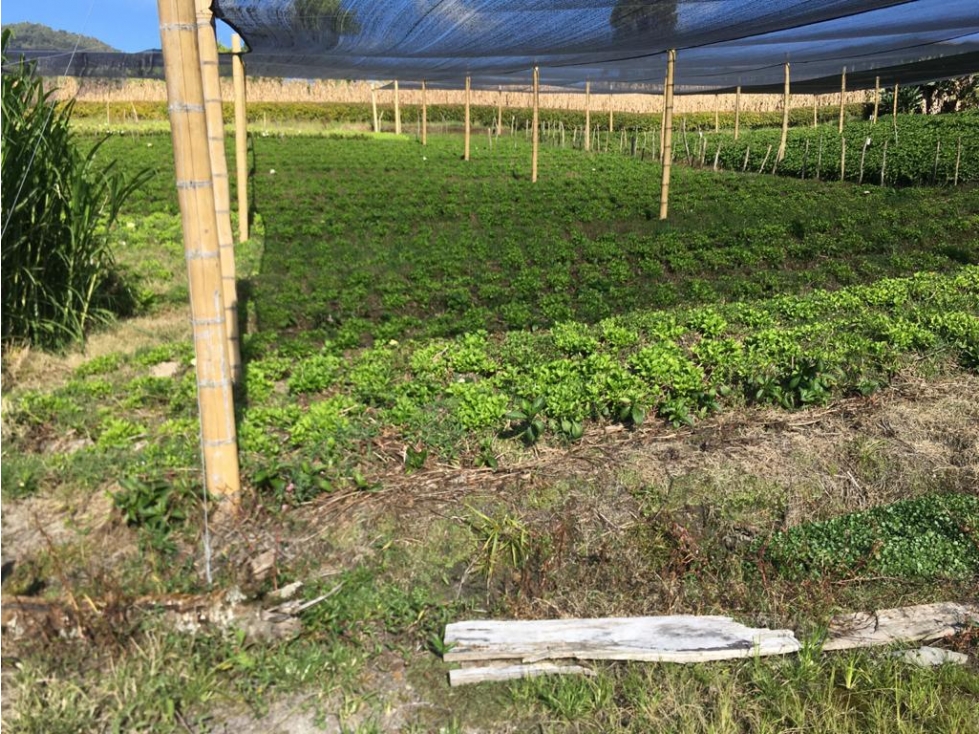 LINDO LOTE SOBRE VIA EN LA VEREDA LA CHAHPA DEL CARMEN DE VIBORAL ANT. — foto 4