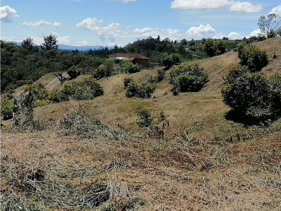 ENCANTADORA FINCA AGUACATERA EN VENTA SAN VICENTE — foto 4