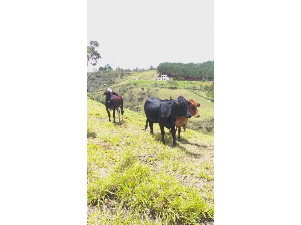 ENCANTADORA FINCA EN VENTA PARA PROYECTO SAN VICENTE — foto 4