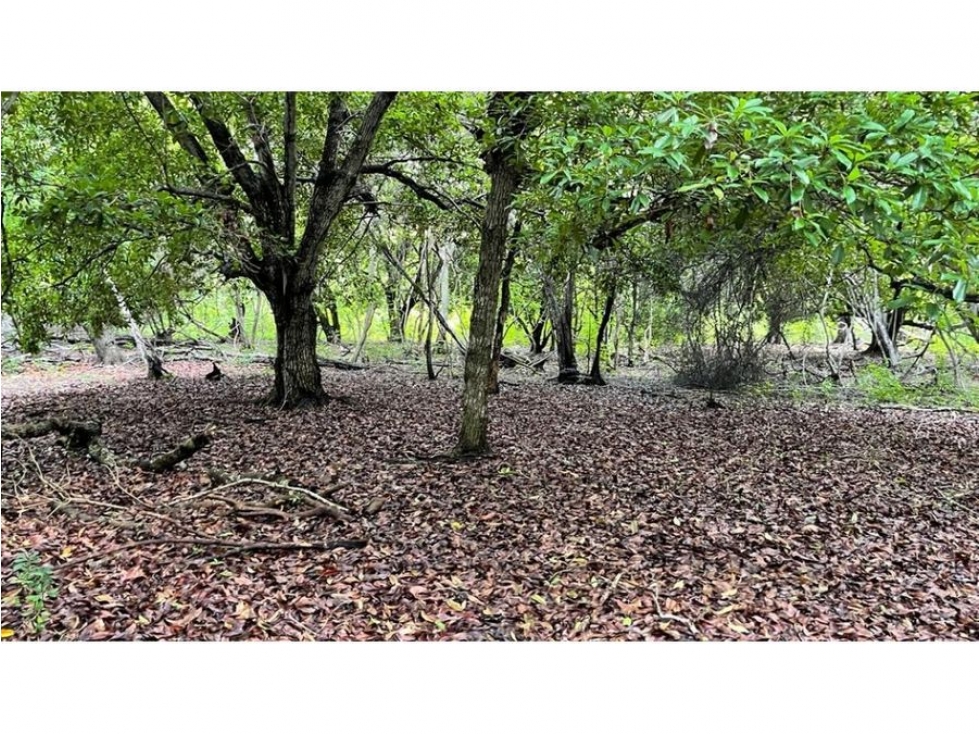 LINDO LOTE DE PLAYA EN VENTA ISLA BARU CARTAGENA — foto 4