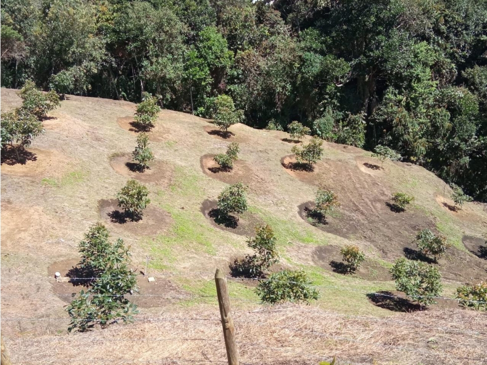 ENCANTADOR LOTE EN VENTA CON PRODUCCIÓN DE AGUACATE — foto 4
