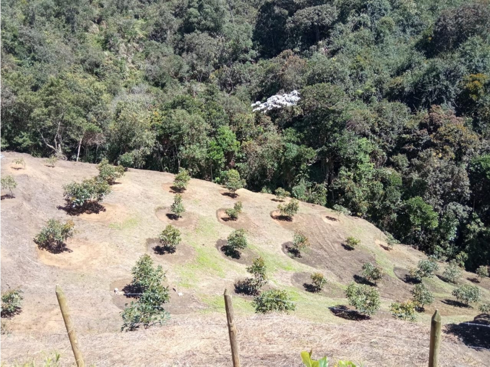 OPORTUNIDAD LOTE CON PRODUCCIÓN DE AGUACATES SAN VICENTE — foto 4