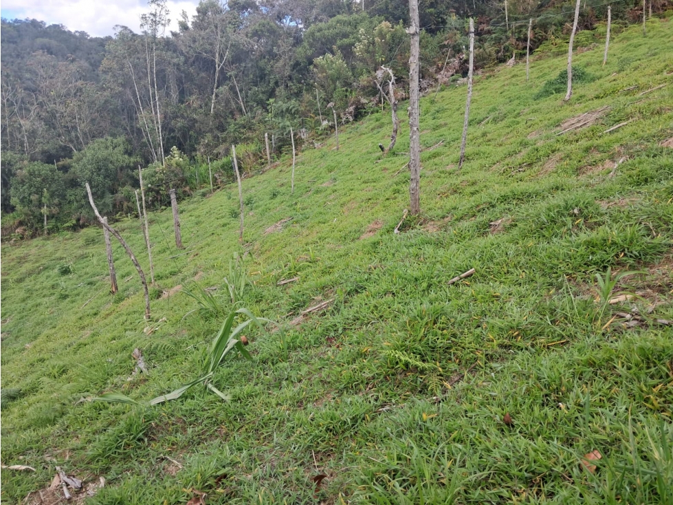 DESTACADA FINCA AGUACATERA EN VENTA SAN VICENTE — foto 2