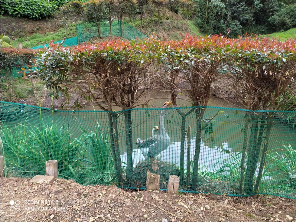HERMOSA FINCA EN VENTA LA CEJA ANTIOQUIA — foto 5