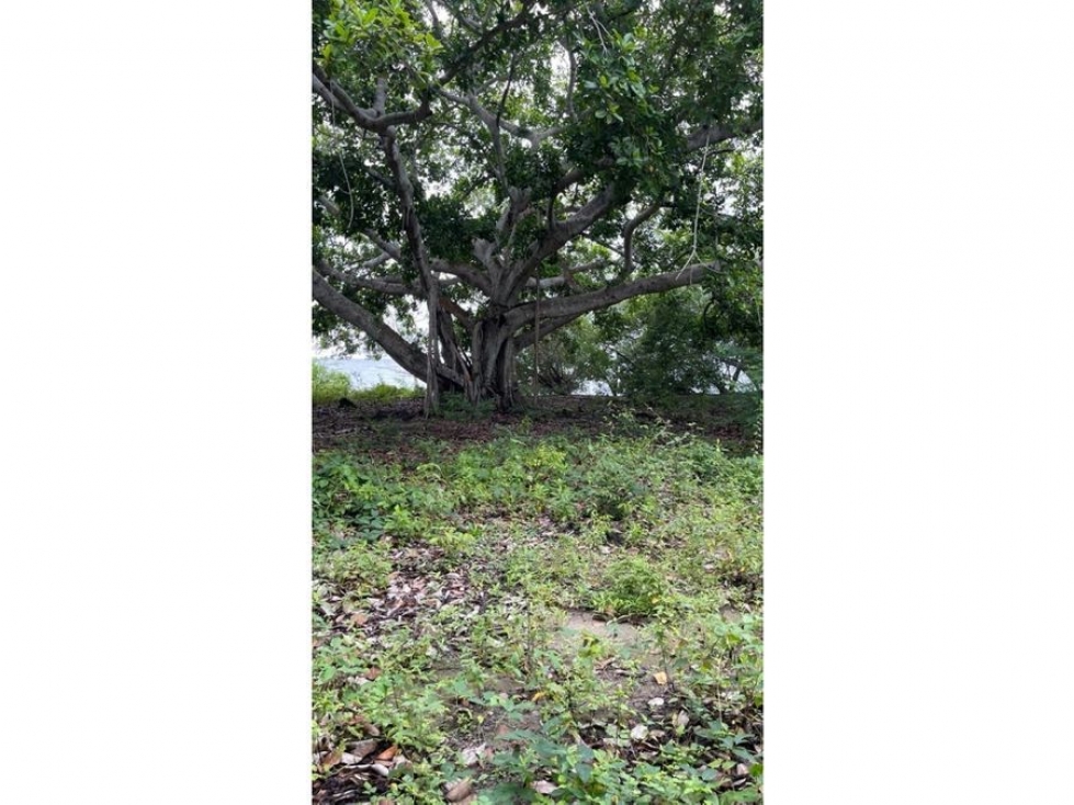 LINDO LOTE DE PLAYA EN VENTA ISLA BARU CARTAGENA — foto 5