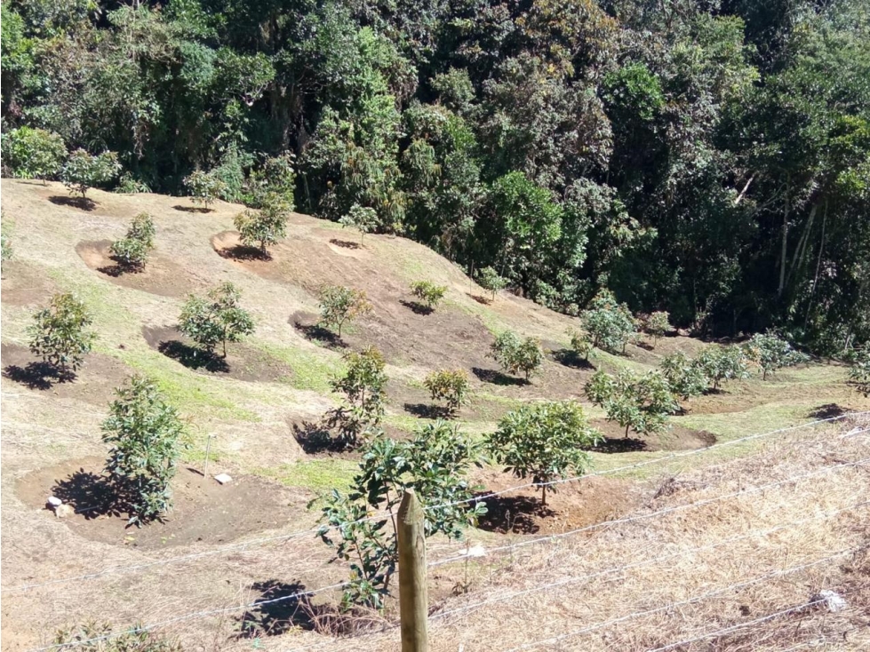 ENCANTADOR LOTE EN VENTA CON PRODUCCIÓN DE AGUACATE — foto 5