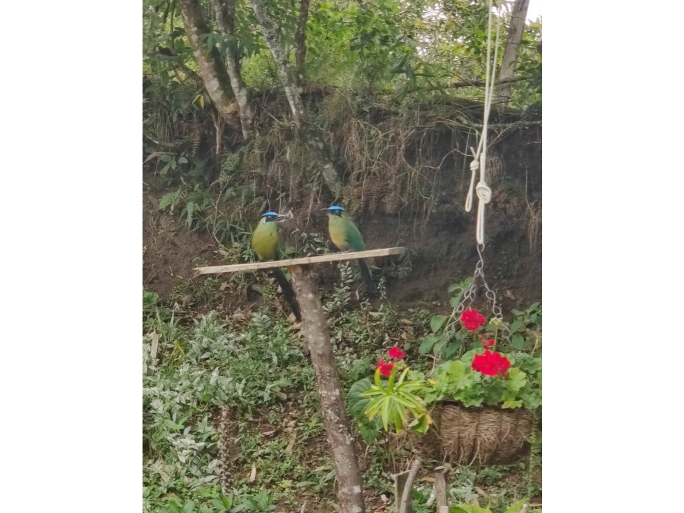 HERMOSA FINCA EN VENTA EN EL CARMEN DE VIBORAL ANTIOQUIA — foto 4