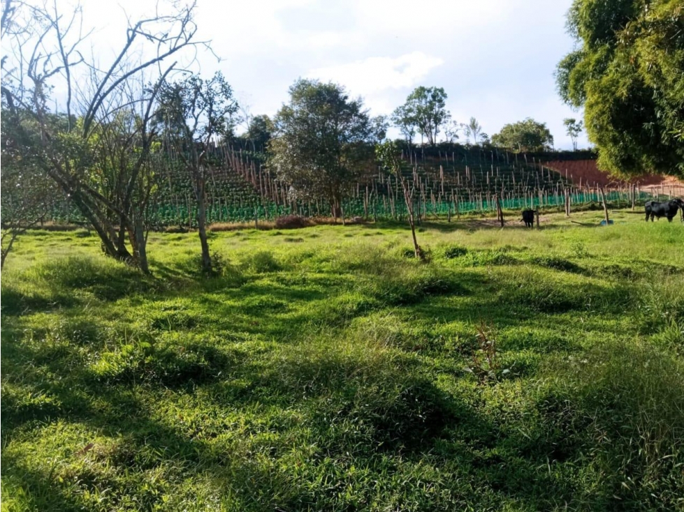 LINDA FINCA EN VENTA CON CASA CAMPESINA EL CARMEN DE VIBORAL — foto 6