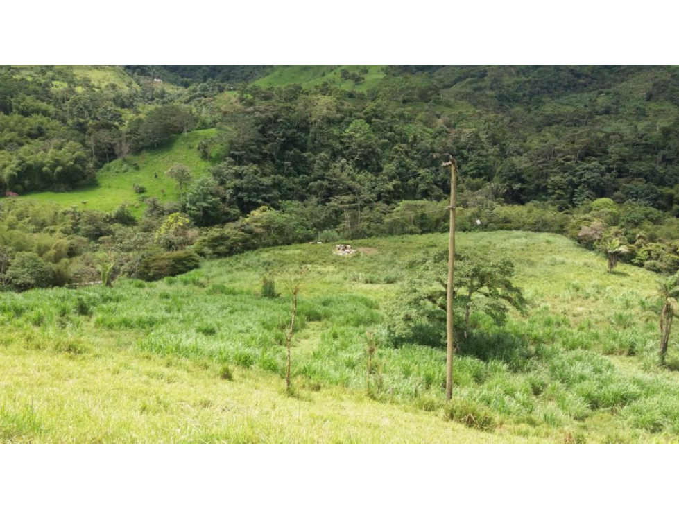 Nanegal Hacienda Ganadera y Agricola Plena Produccion de 72 Hct - 4