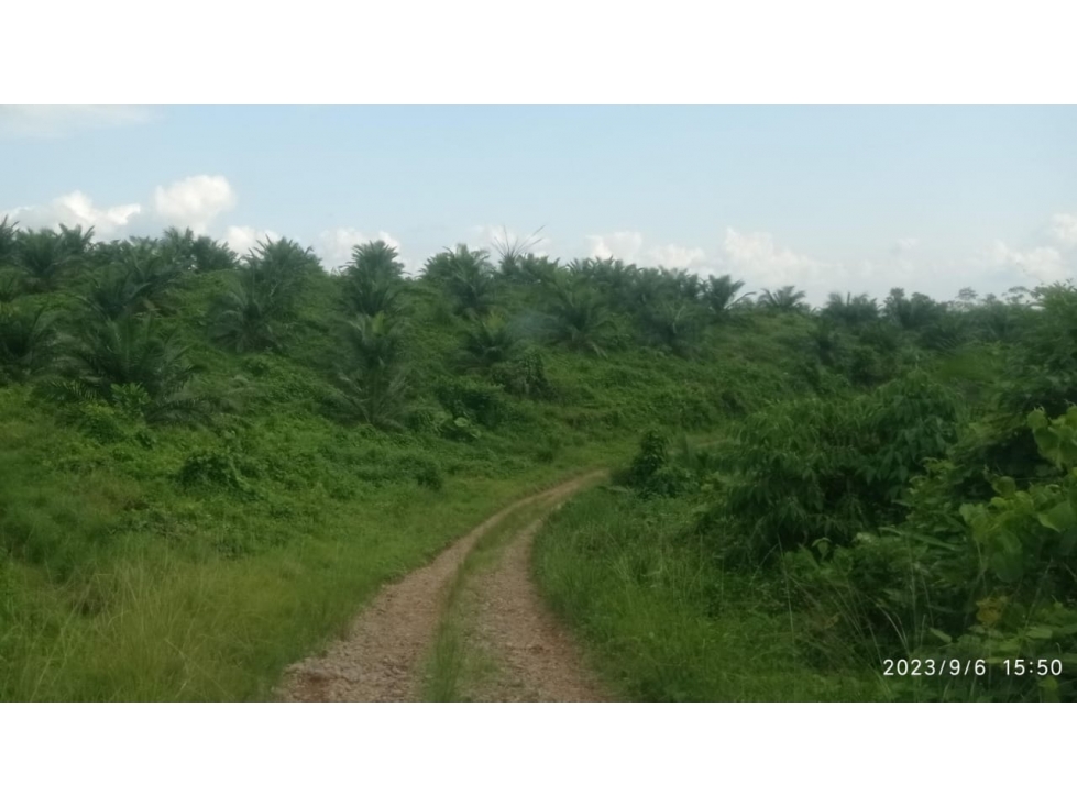 900mil hermosa hacienda en La Abundancia, Puerto Quito Área 80has - 3