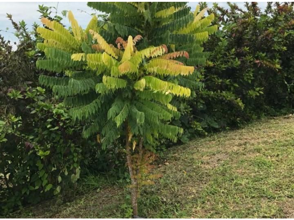 Venta Hacienda / Finca 145 Ha, Teca, Cacao, ganado, Manabi $1'100,000 - 6